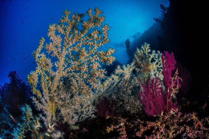Immersion in Banco Santa Croce From Sorrento With Expert Guide - Sights and Marine Life