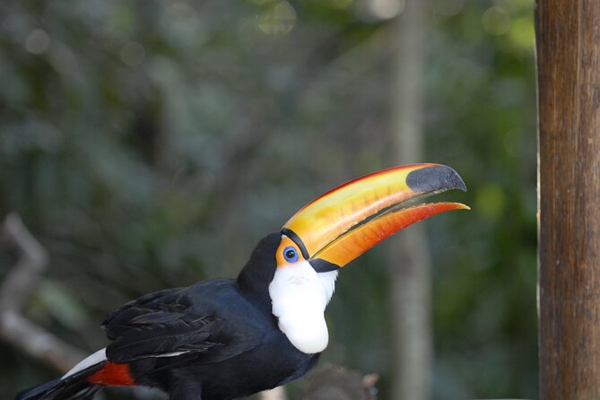 Immersive Iguazú Falls In One Day: Guided Walk, Train Ride & Boat - Tour Inclusions and Exclusions
