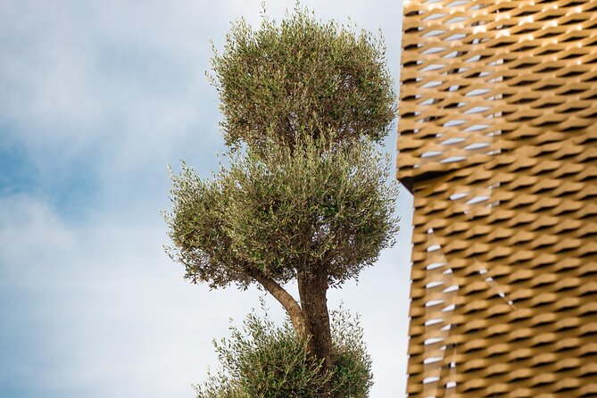 Immersive Oil Tourism in AOVELAND by Oleícola Jaén - Overview of the Oil Tourism Experience