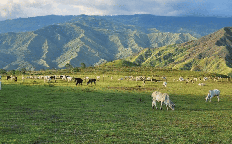 Impasugong - Home of the Cowboys (Private Tour) - Pricing and Booking