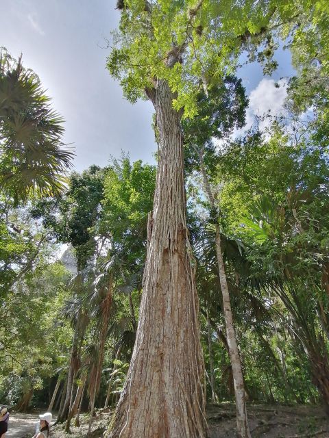 Impressive Tikal From Flores With Lunch - Frequently Asked Questions