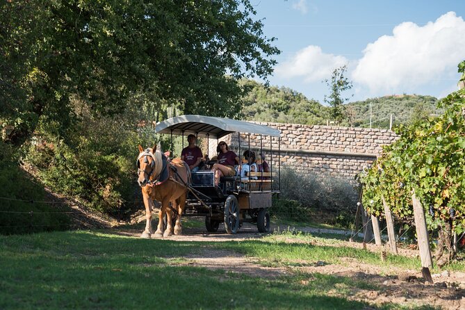In a Carriage Among the Vineyards, Visit of the Cellar, Tasting of Organic Wines. - Reservation and Payment