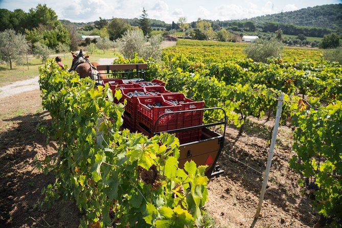 In a Carriage Among the Vineyards, Visit of the Cellar, Tasting of Organic Wines. - Highlights of the Activity