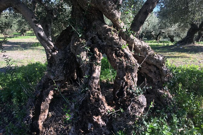 In Crete Discover the Miracle of Olive Oil and Organic Fruits - Overview of the Tour