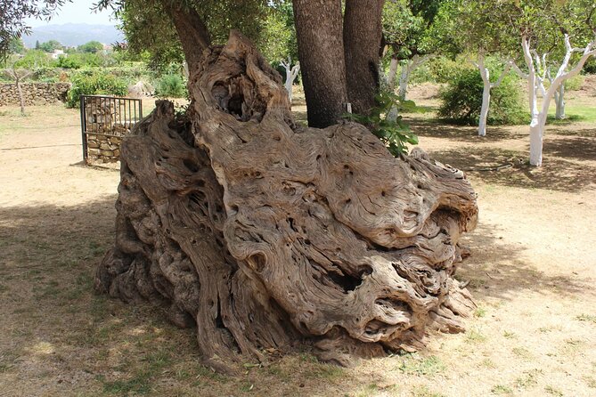 In Crete Discover the Miracle of Olive Oil and Organic Fruits - Professional Guides Expertise