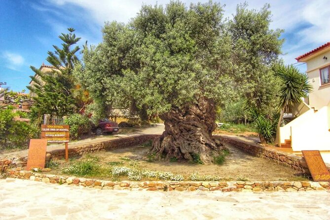 In Crete Discover the Miracle of Olive Oil and Organic Fruits - Travelers Experiences and Testimonials
