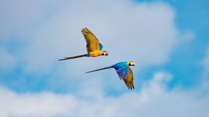 In-Depth Amazon Experience - 4 Days Inside Rainforest - Language Options