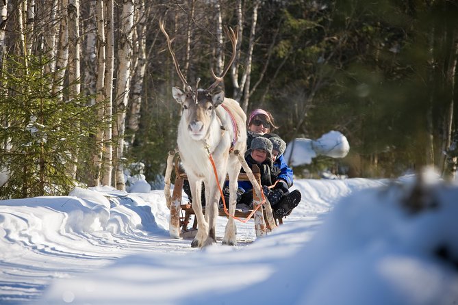 In Pursuit of Reindeer - Snowmobile Safari to Reindeer Farm in Rovaniemi - Arriving at the Reindeer Farm