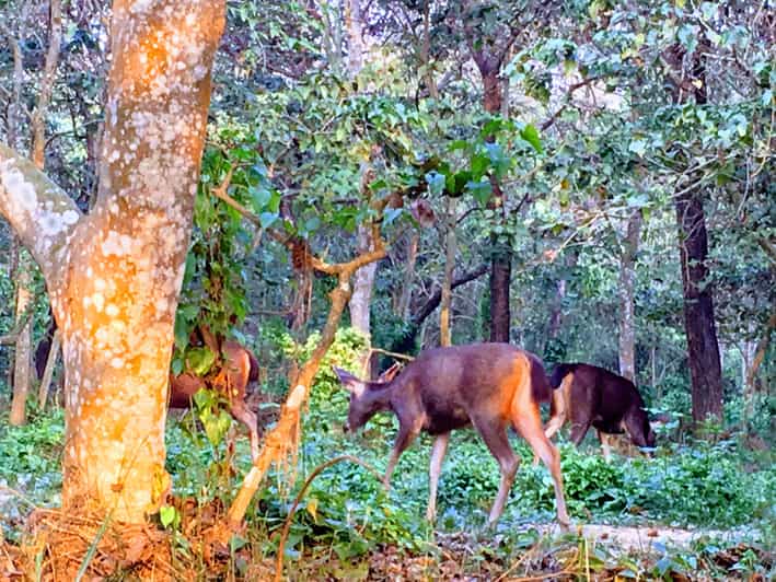 In the Heart of Nature: Full-Day Walking Safari in Chitwan - Wildlife and Nature Exploration