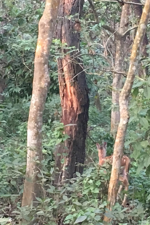 In the Heart of Nature: Full-Day Walking Safari in Chitwan - Included Services