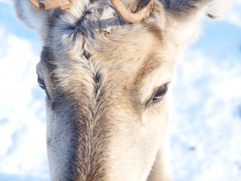 Inari : Siida Museum, Open Fire Lunch & Lake Inari Cruise - Overview of the Experience