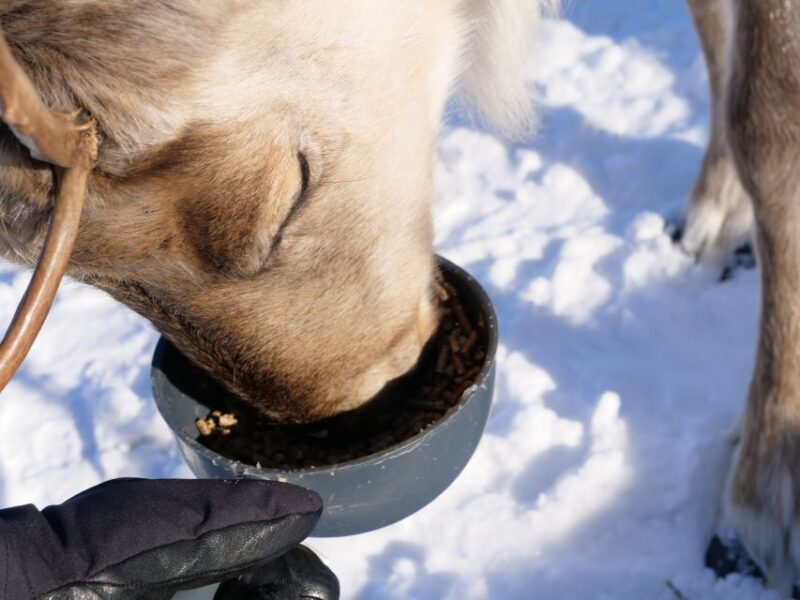 Inari : Siida Museum, Open Fire Lunch & Lake Inari Cruise - Transportation and Accessibility