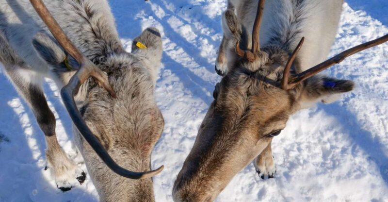 Inari : Siida Museum, Open Fire Lunch & Lake Inari Cruise - Participant Information