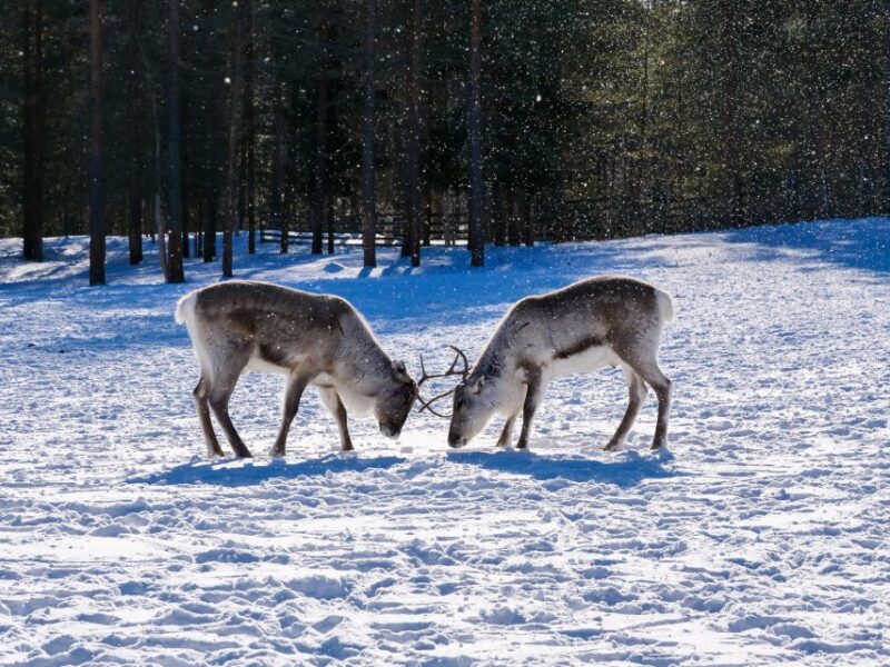 Inari : Siida Museum, Open Fire Lunch & Lake Inari Cruise - Pricing and Reservation