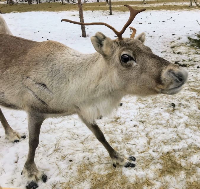 Inari : Siida Museum, Open Fire Lunch & Lake Inari Cruise - Customer Ratings and Reviews