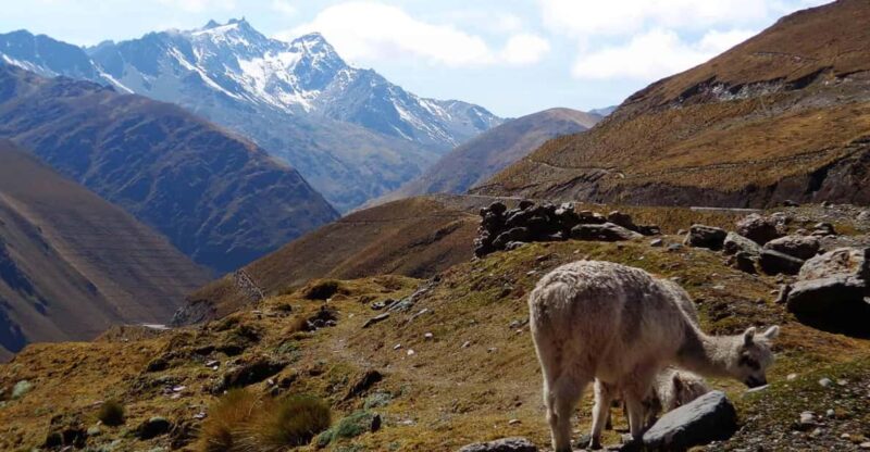 Inca Jungle Trek to Machu Picchu 4 Days 3 Nights - Day 3: Zip Line Adventure