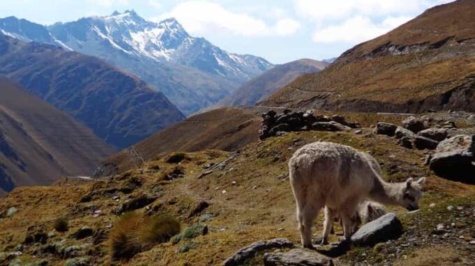 Inca Jungle Trek to Machu Picchu 4 Days 3 Nights - Frequently Asked Questions