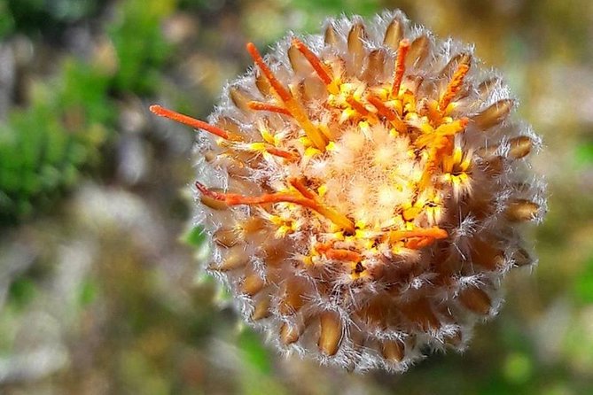 Inca Trail: El Cajas National Park - Private Transportation and Pickup Details