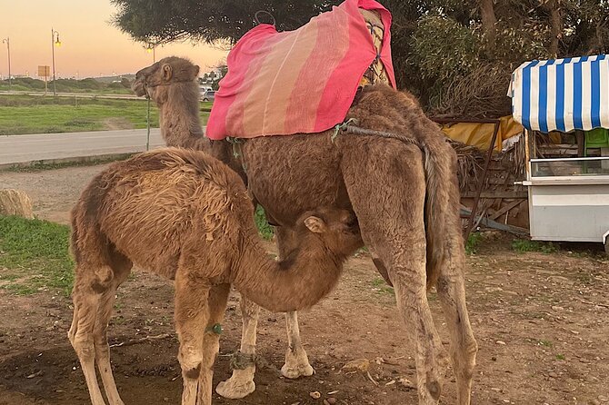 Inclusive Beach Camel Ride, Cap Spartel, Hercules & Full Dinner - Included in the Experience