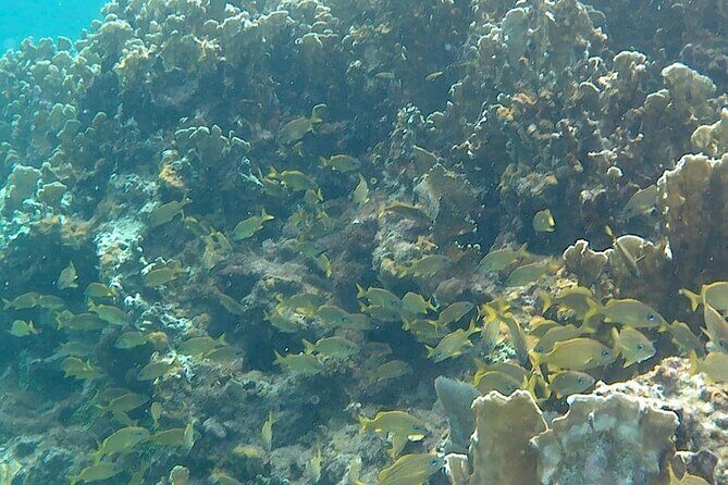 Incredible Negril Guided Snorkeling To Reef, Anchor, and Cannon - A Detailed Look at the Snorkeling Tour Experience