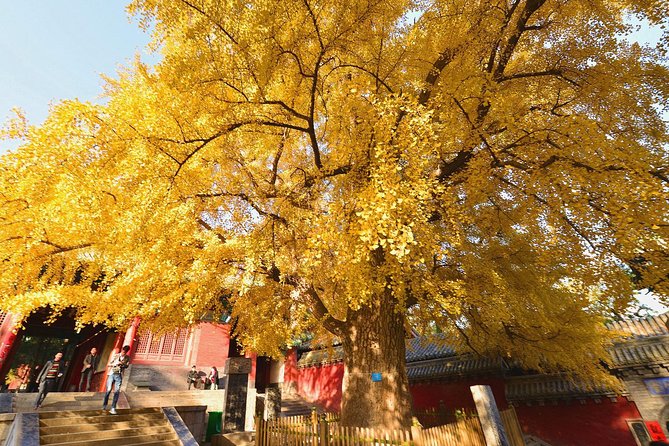 Independent Tour to Shaolin Temple and Longmen Grottoes From Zhengzhou - Shaolin Temple Highlights