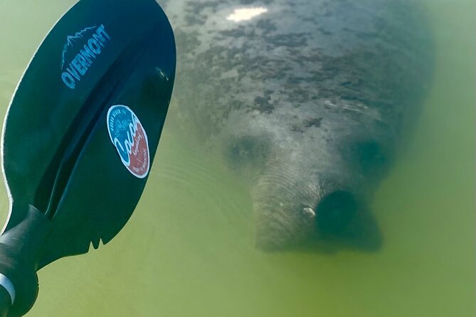 Indian River Clear Bottom Kayak or Paddleboarding Manatee and Dolphin Tour - Guided Exploration of the Lagoon