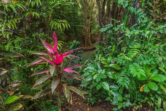 Indian River, Cold Soufriere & Fort Shirley (Northern Excursion) - Accessibility and Participation