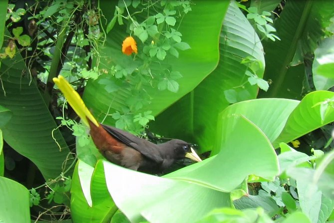 Individual Rainforest Tour - Tour Overview