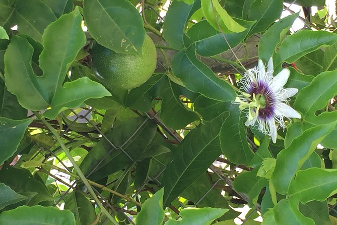 Individual Rainforest Tour - Inclusions and Pricing