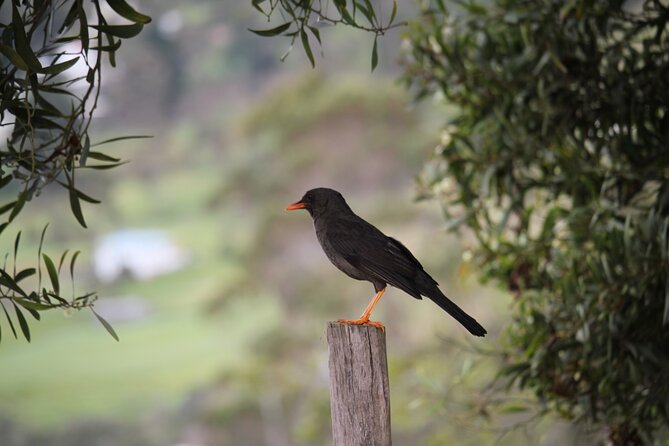 Ingapirca Archaeological and Gualaceo & Chordeleg Tour From Cuenca - Taking in Incan Cultural Experience