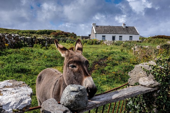 Inis Mór (Aran Islands) Day Trip: Return Ferry From Rossaveel, Galway - Transportation Options