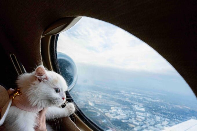 [INPUT TEXT TRANSLATED INTO English]:"Tokyo to Osaka - Japan Domestic Private Jet Transfer" - Frequently Asked Questions