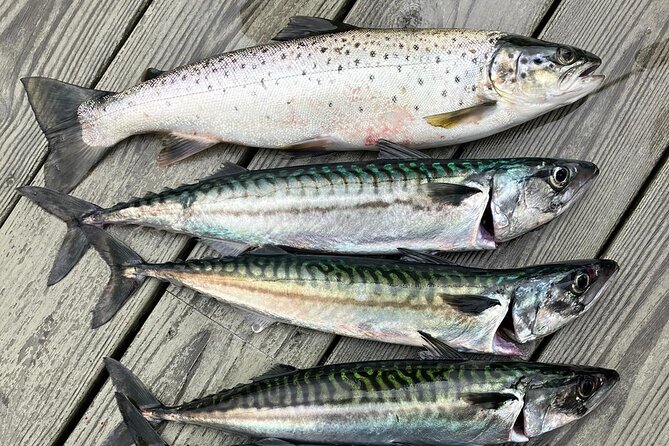 Inshore Fishing in the Drangefjord - Guided Experiences in the Viking Fjord