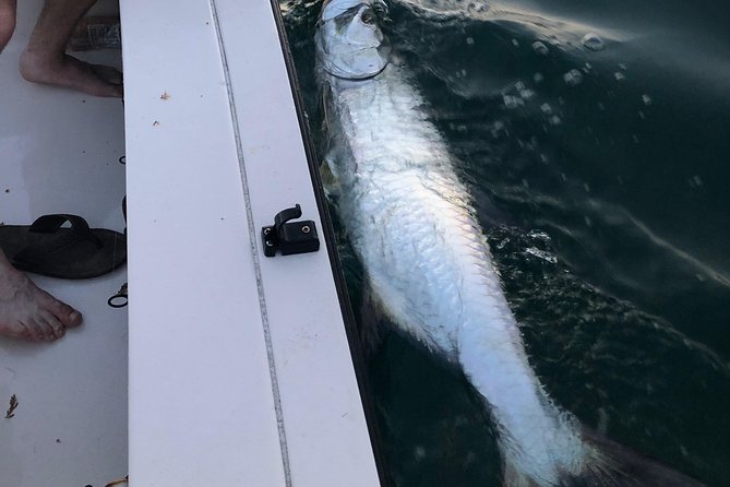Inshore Sport Fishing With Local Guide - Tour Activity Times and Schedules