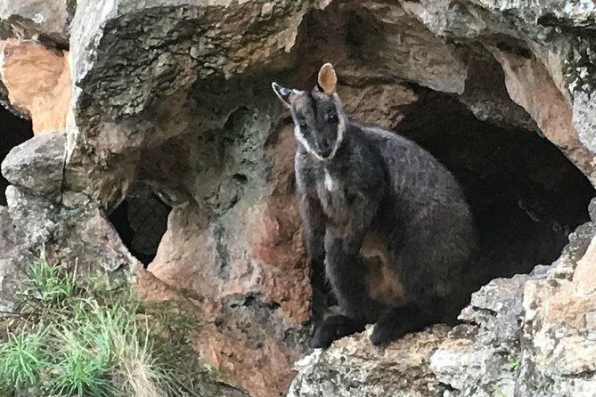 Inside the Greater Blue Mountains World Heritage - A Private Wildlife Safari Overnight - What Makes This Tour Stand Out?