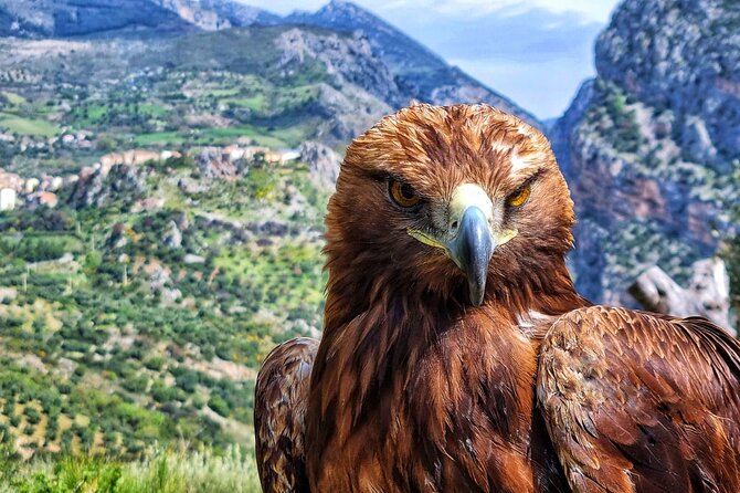 Interactive Path of Birds of Prey - Encounter With Birds of Prey