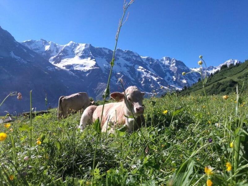 Interlaken: 72 Waterfalls Valley & Lauterbrunnen E-Bike Tour - Swiss Picnic Delight