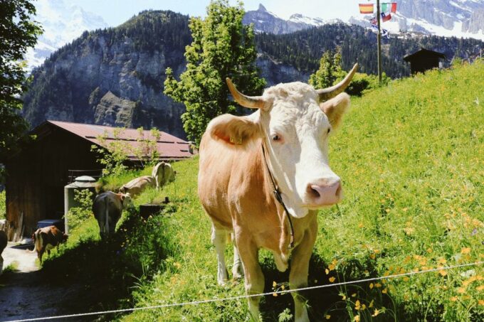 Interlaken: Capture the Most Photogenic Spots With a Local - Capturing Breathtaking Scenery