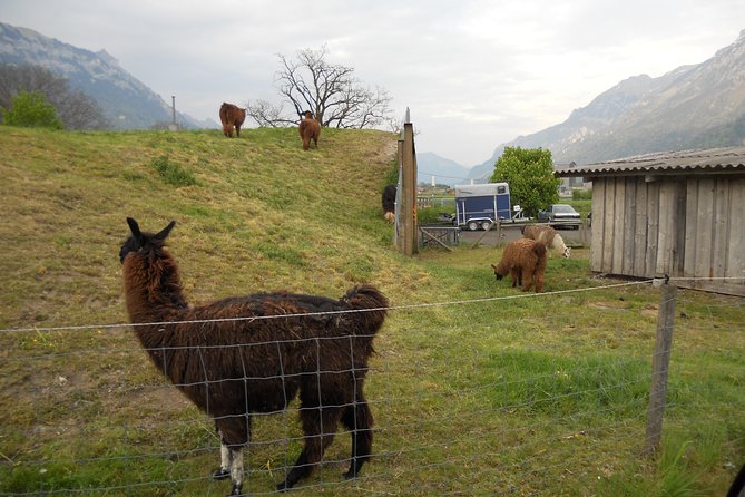 Interlaken Private Tour: Mountains Cows, Thun Lake, and Brienz Lake - Neuhaus Beach Stop