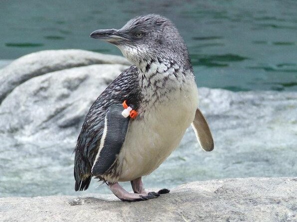 International Antarctic Center General Admission Ticket - Key Points