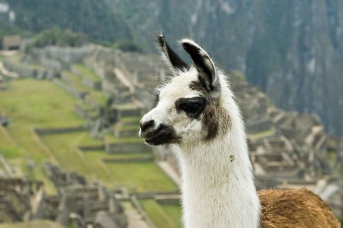 Inti Raymi and Machu Picchu Tour 5 Days 4 Nights - Frequently Asked Questions