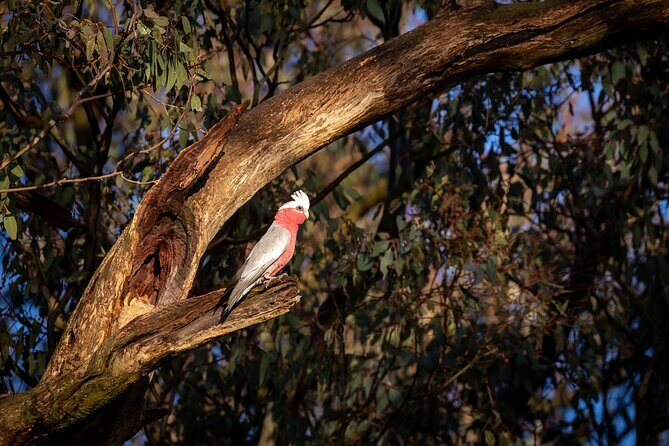 Intimate Blue Mountains Wild Kangaroos & Sunset for Nature Lovers - In-Depth Breakdown of the Itinerary