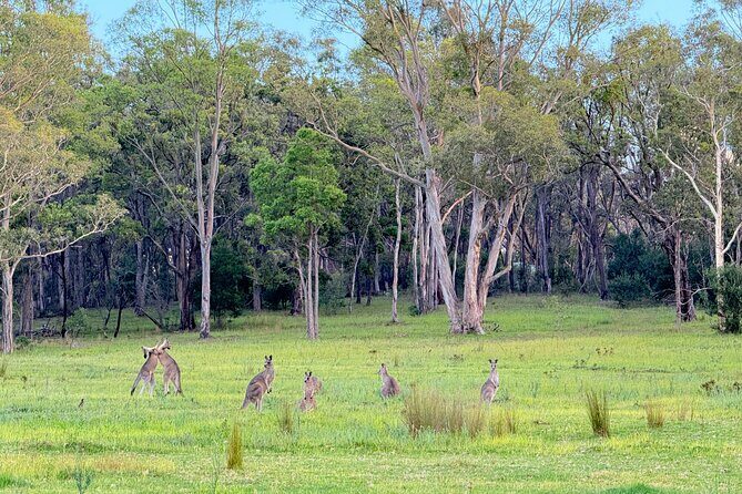 Intimate Blue Mountains Wild Kangaroos & Sunset for Nature Lovers - The Guide & Experience Quality