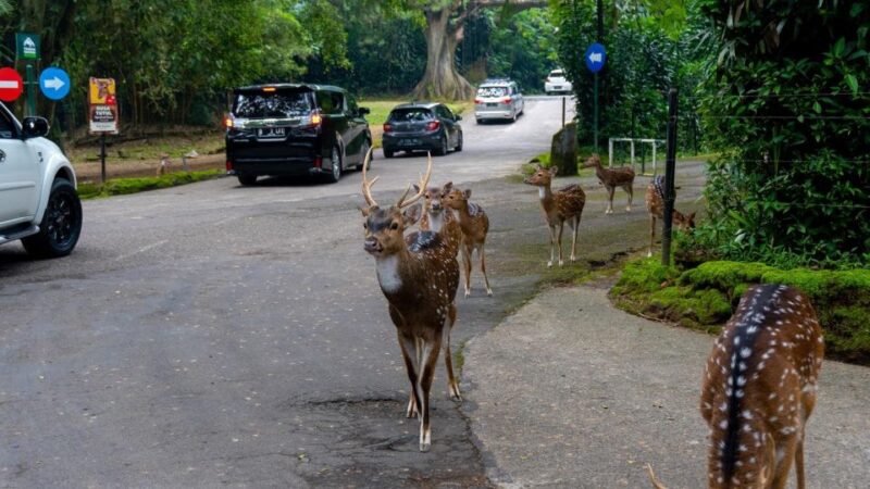 Into The Wild Tour - Taman Safari Indonesia
