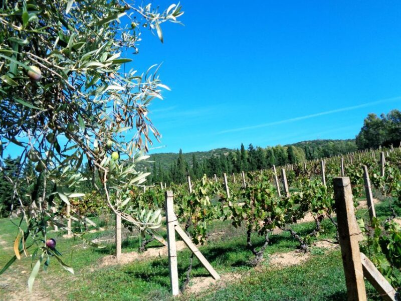 Into the World of Natural Wine - Key Points