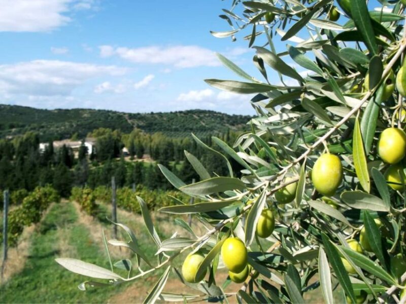 Into the World of Natural Wine - Visiting the Vineyard: Directions and Tips