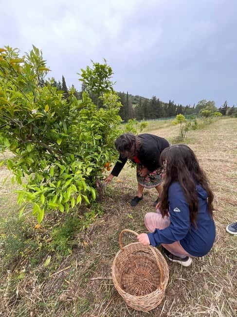 Into the World of Sardinian Wild Herbs - Traditional Uses of Wild Herbs
