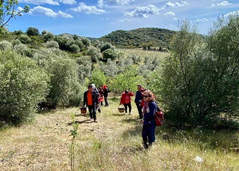 Into the World of Sardinian Wild Herbs - The Healing Properties of Sardinian Plants