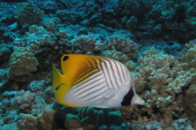 Intro Dive Kaanapali Swim Ability Required - Booking and Cancellation