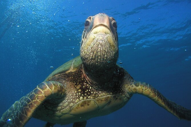Intro Dive Kaanapali Swim Ability Required - Dive Site Highlights